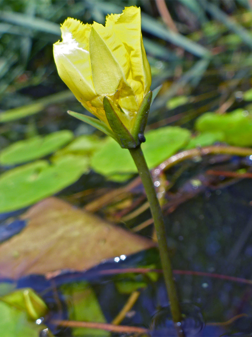 Petals and sepals