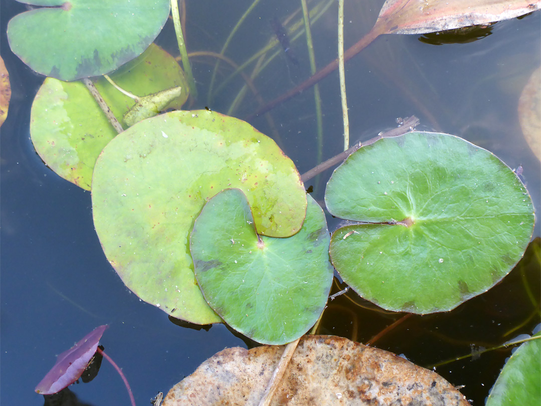 Ovate leaves