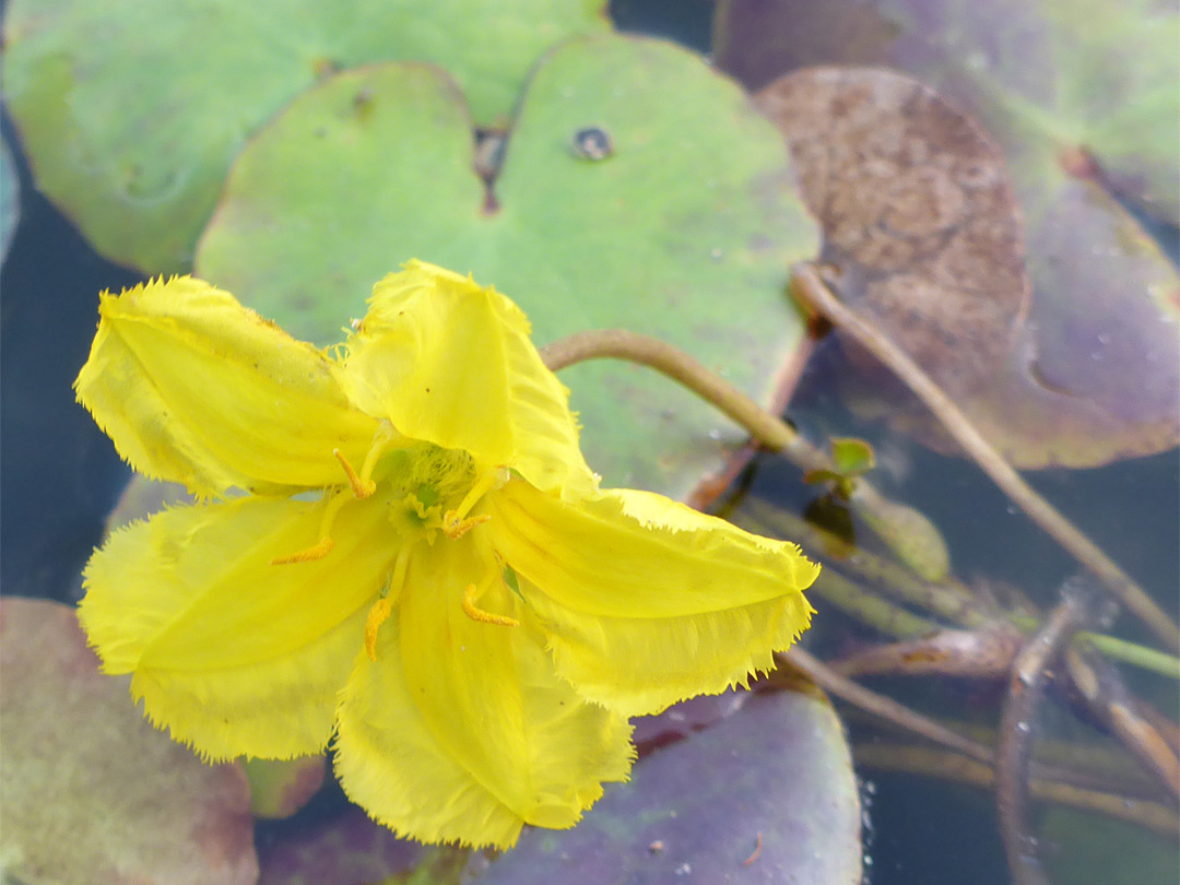 Leaves and flower