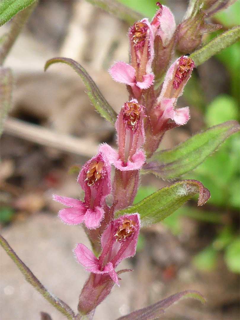 Hairy pink flowers