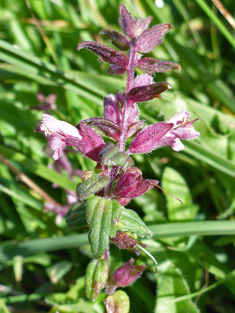 Hairy leaves and sepals