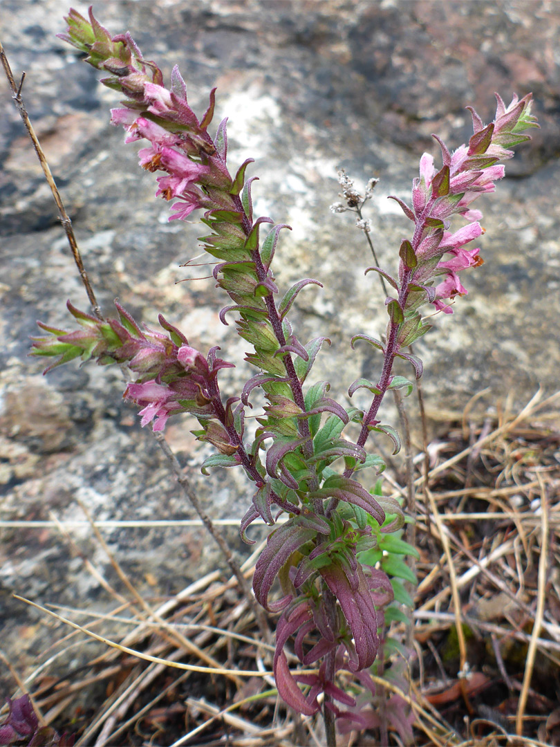 Branched stem