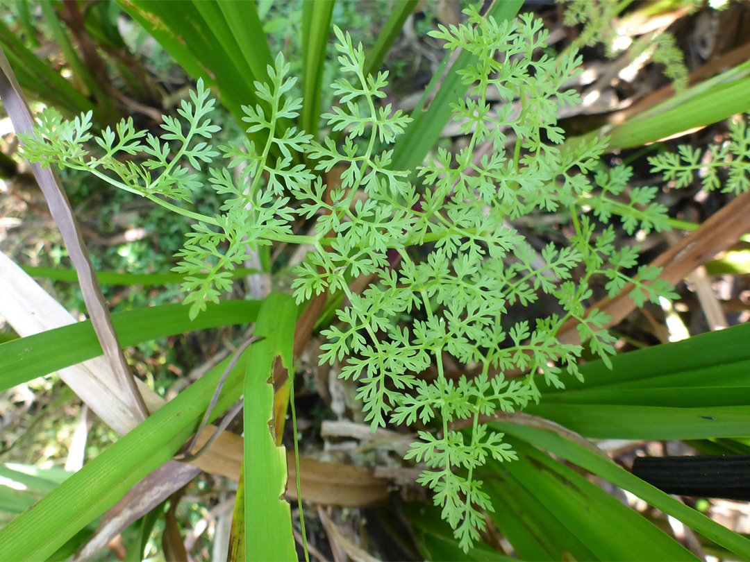 Leaves