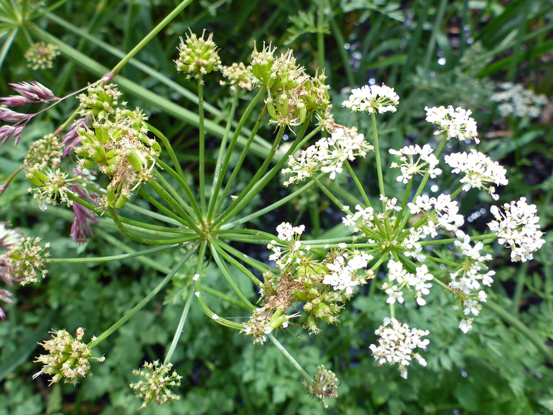 Two umbels, one withered