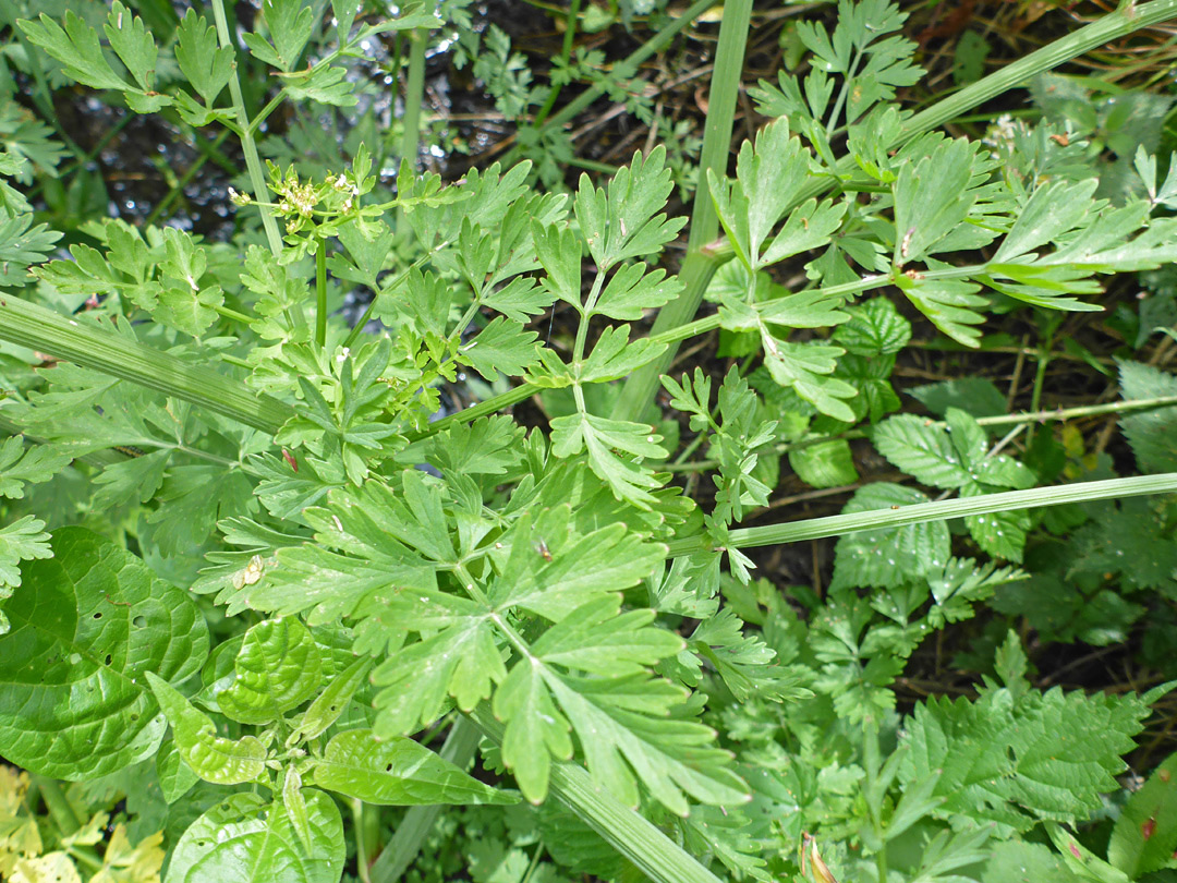 Stems and leaves