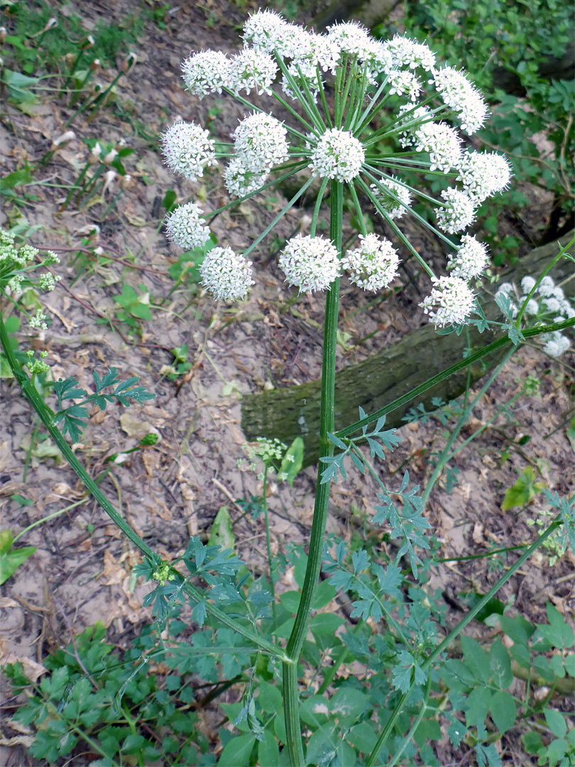 Stem and inflorescence