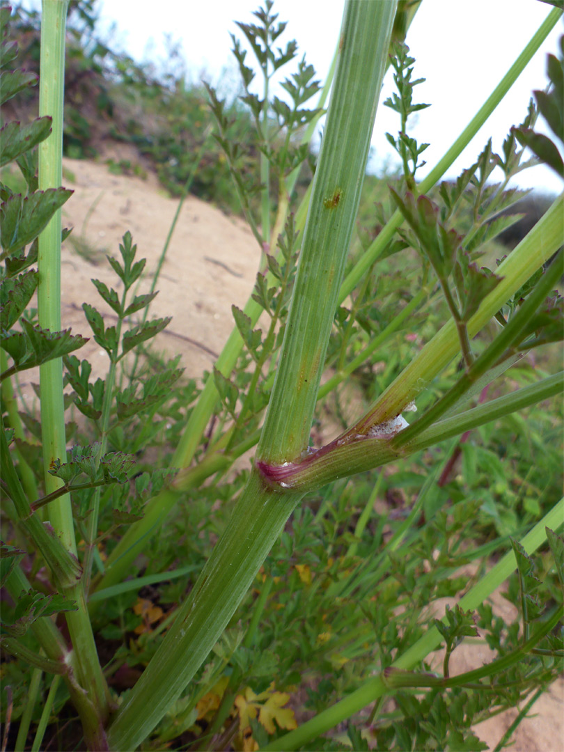 Clasping leaf