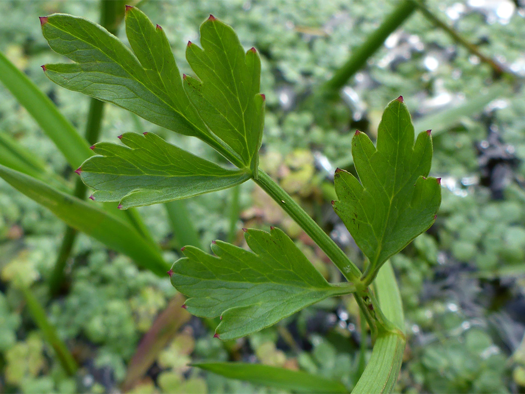 Red-tipped leaflet lobes