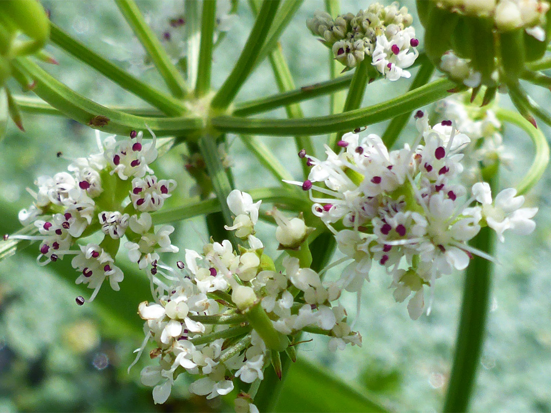 Hemlock water-dropwort