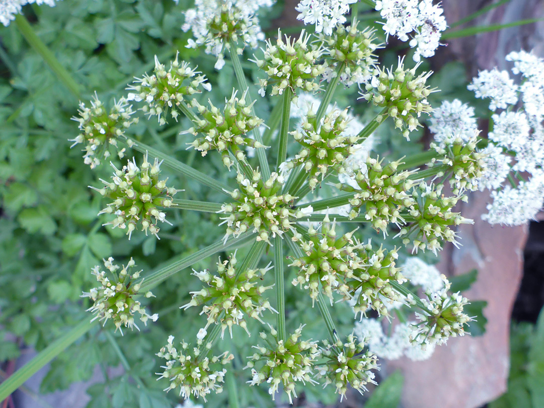 Withered flowers