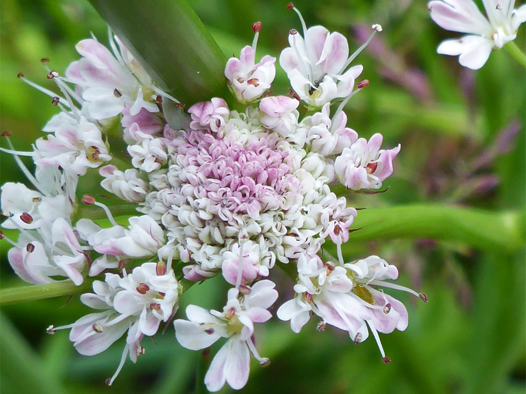 Pinkish-white flowers