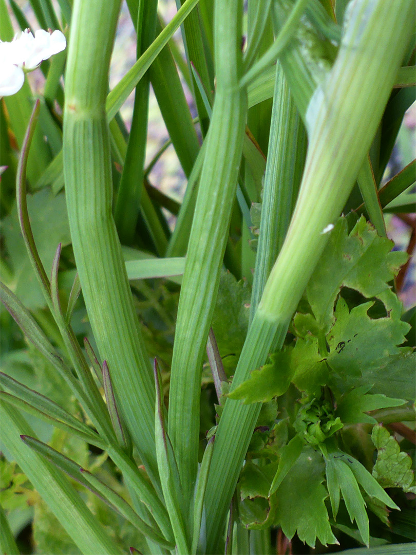 Grooved stems