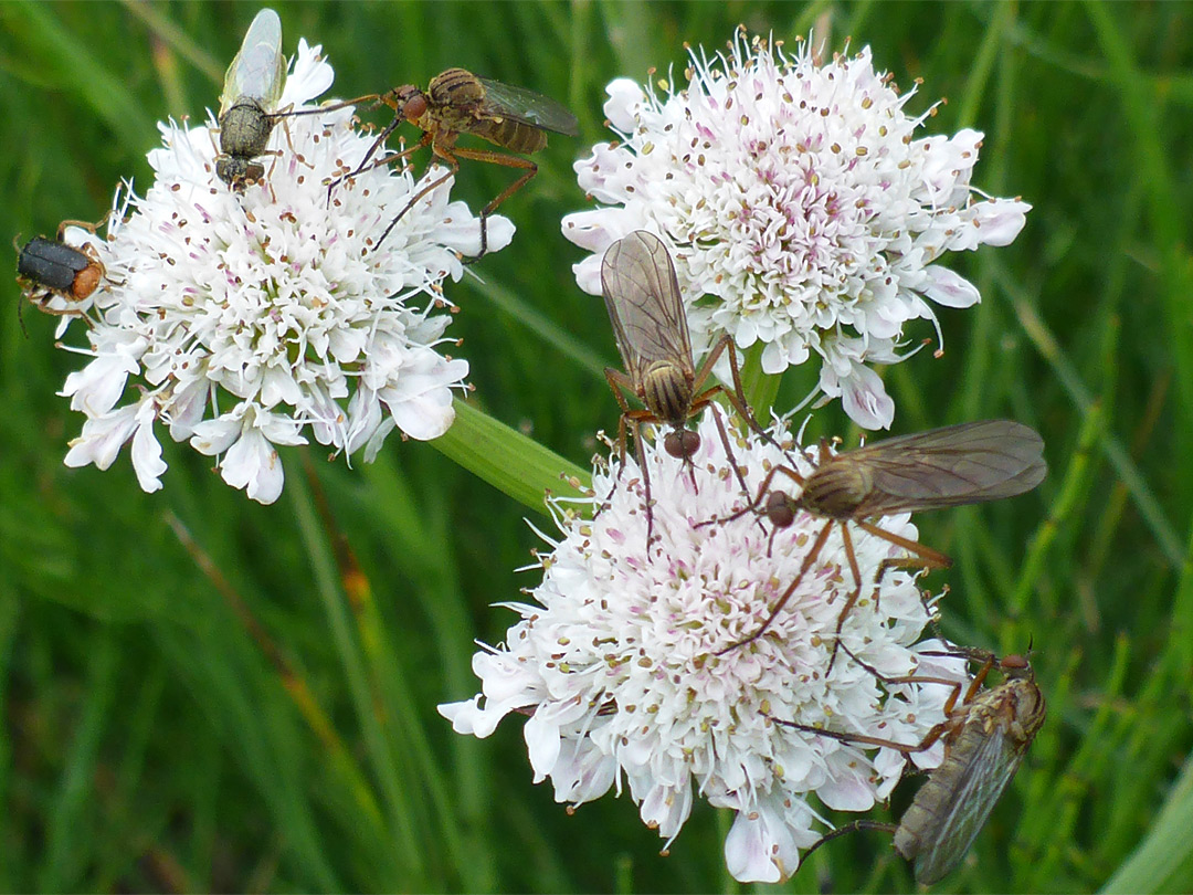 Three flower clusters