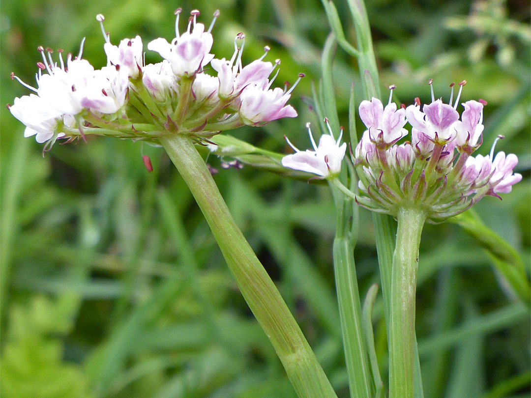 Bracts and bracteoles