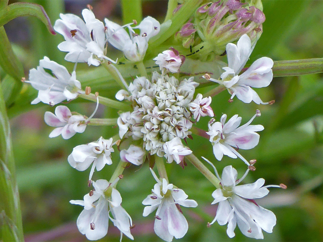 Asymmetric flowers