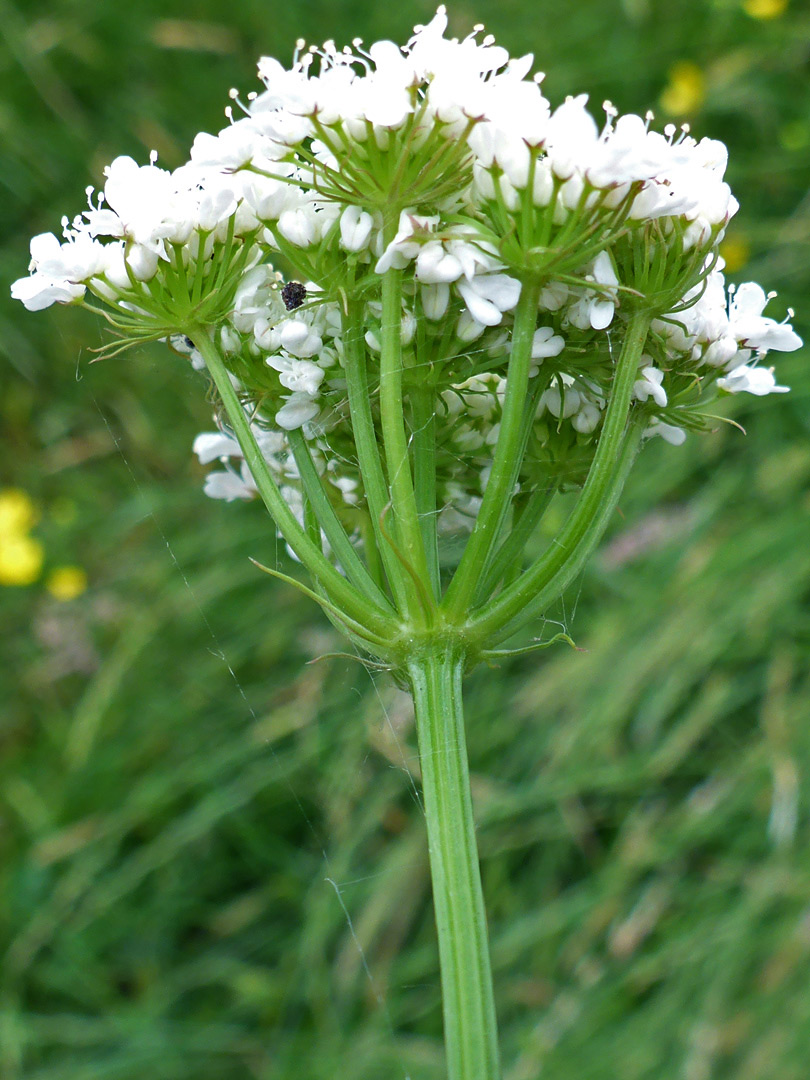 Ridged stem and pedicels