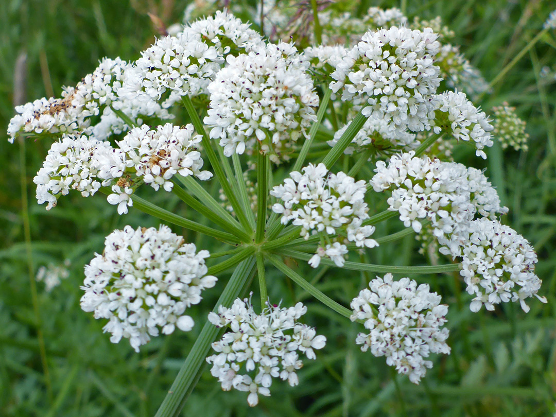 Umbel