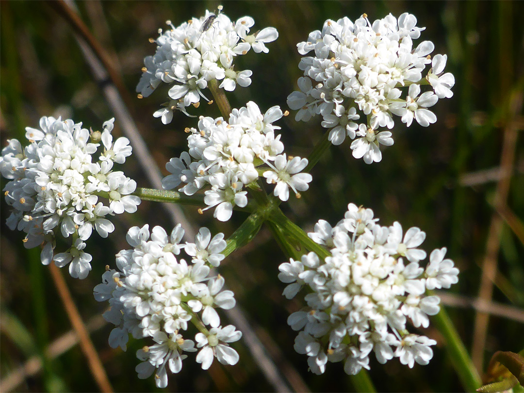 Six flower clusters