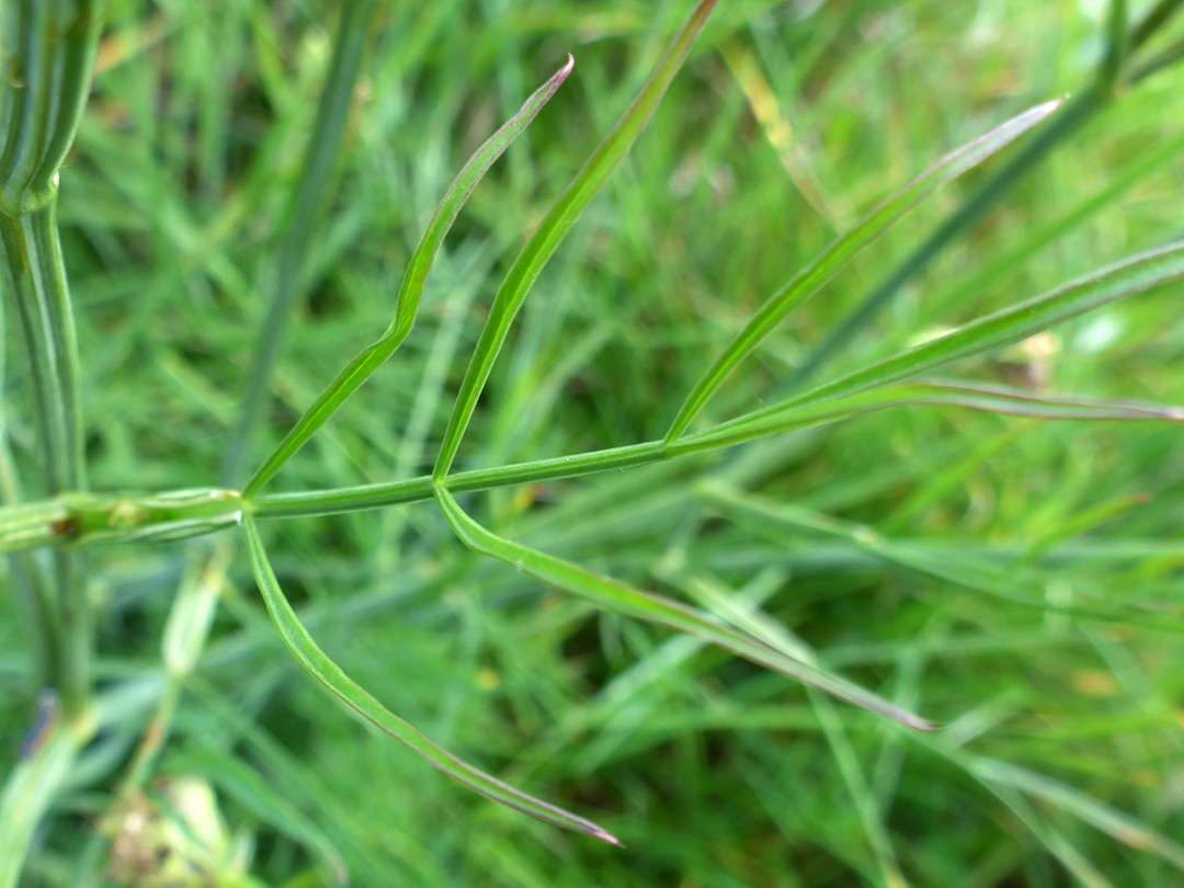 Linear leaf lobes