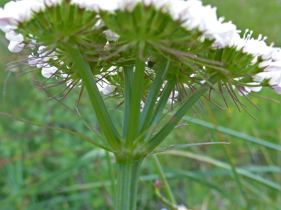 Pedicels, bracts and bracteoles