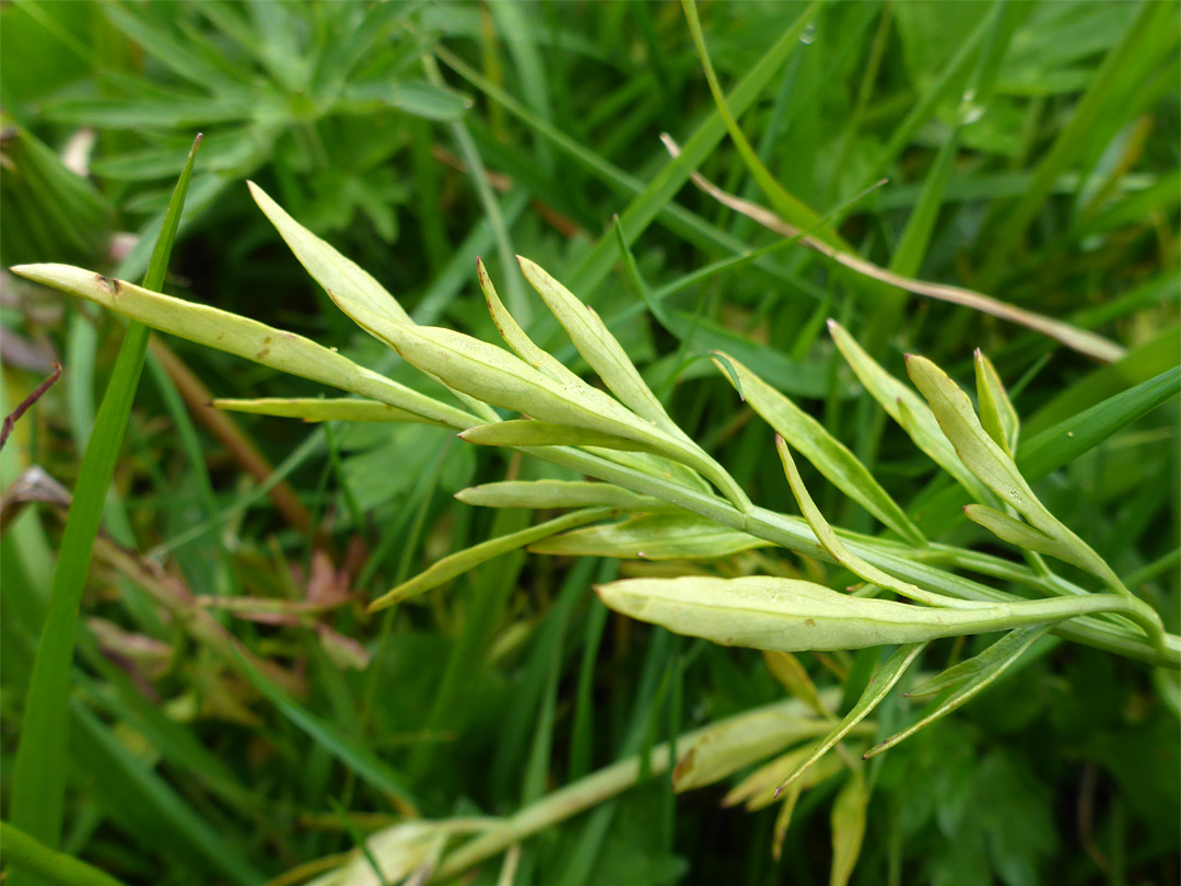 Yellow-green leaves