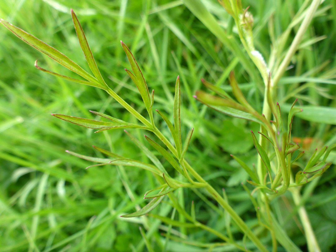 Foliage