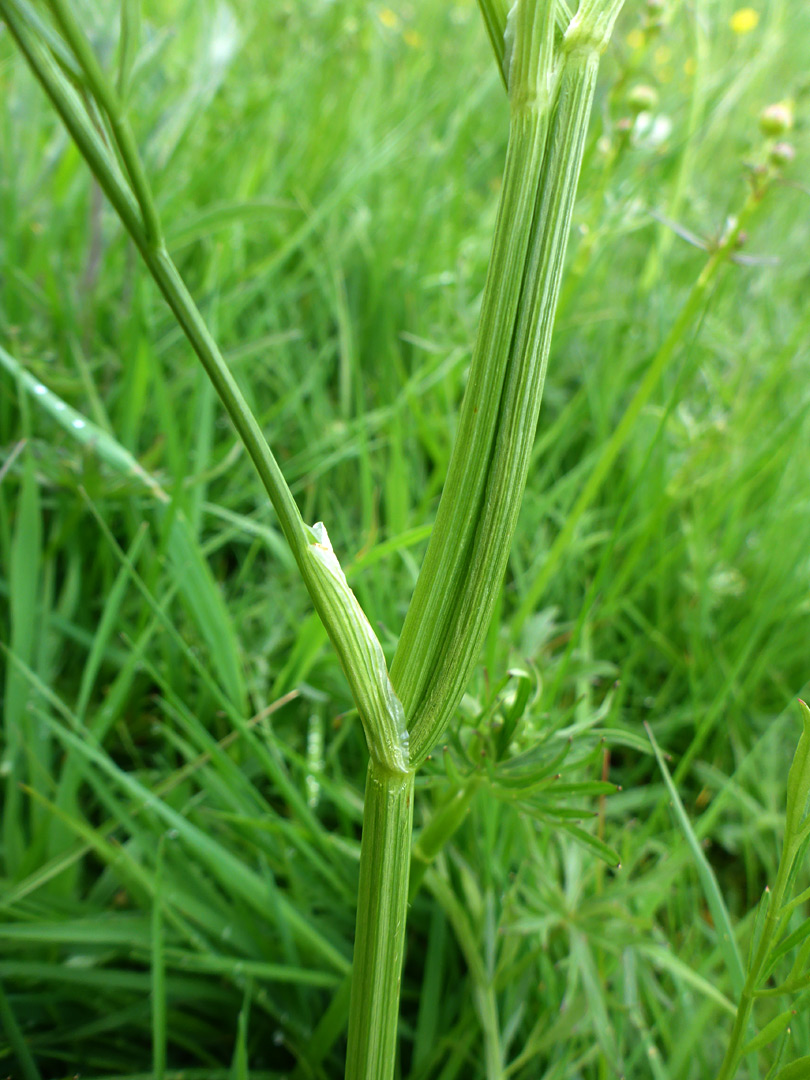 Grooved stem