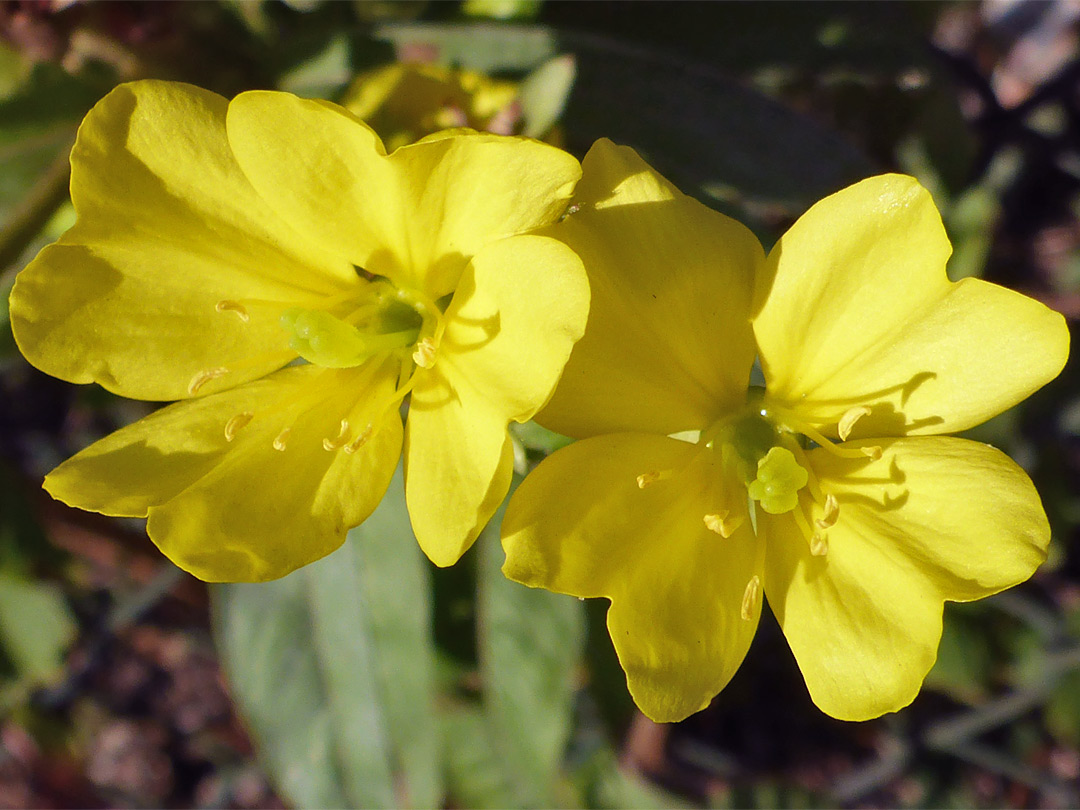 Two yellow flowers