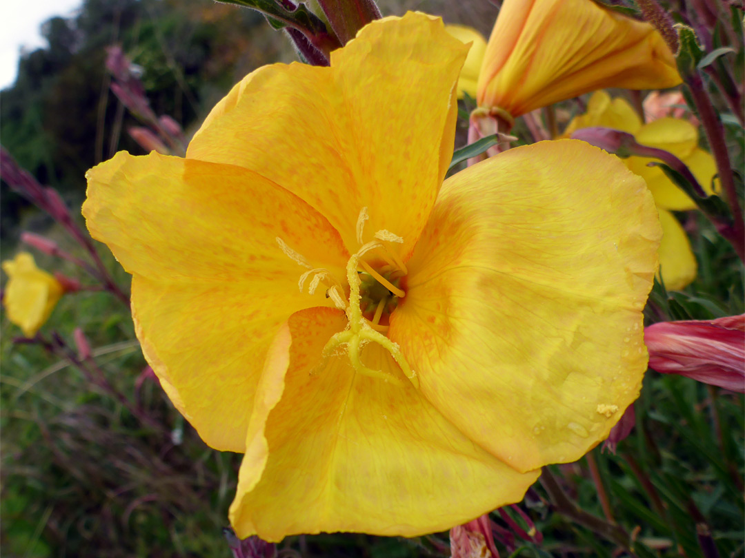 Orange-yellow flower