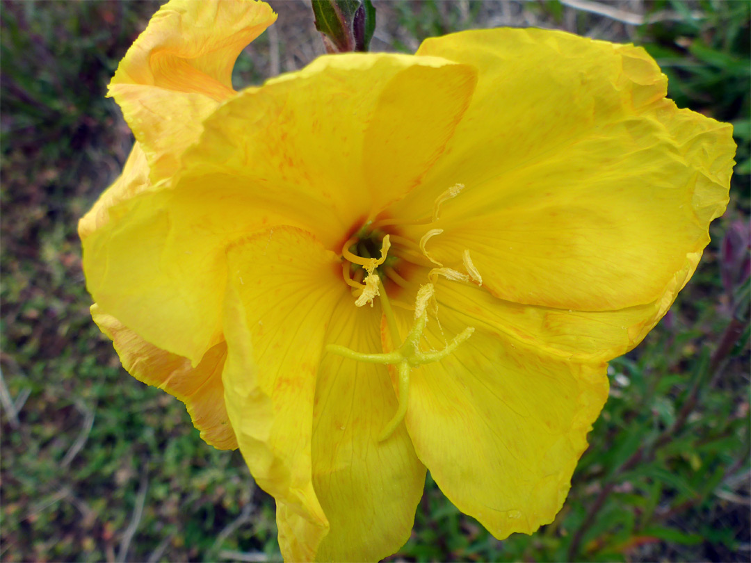 Fragrant evening primrose