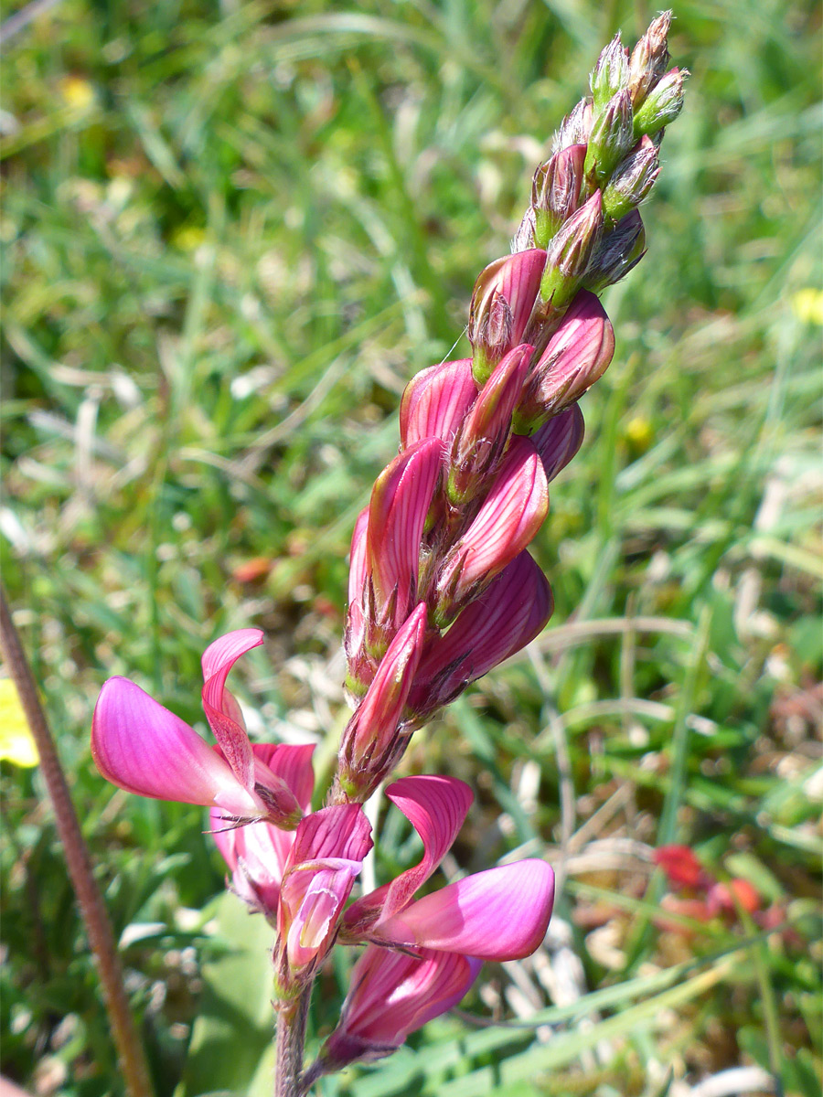 Flowering stem