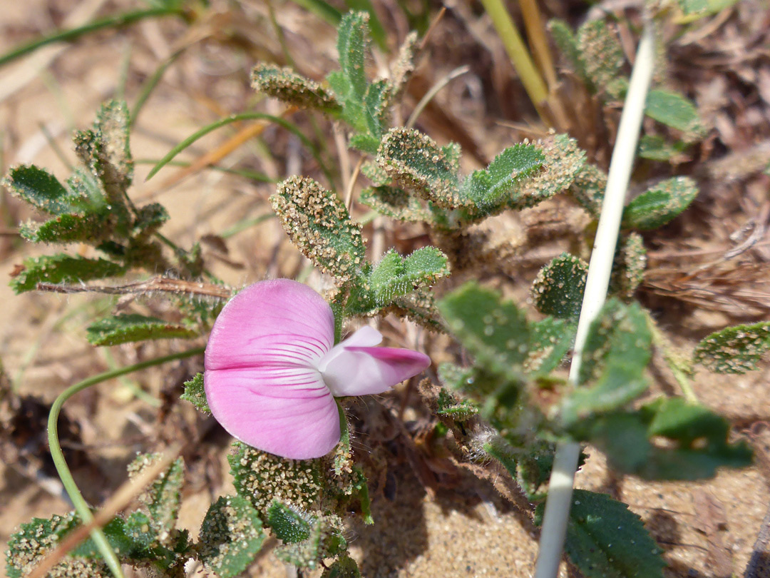 Flower and leaves