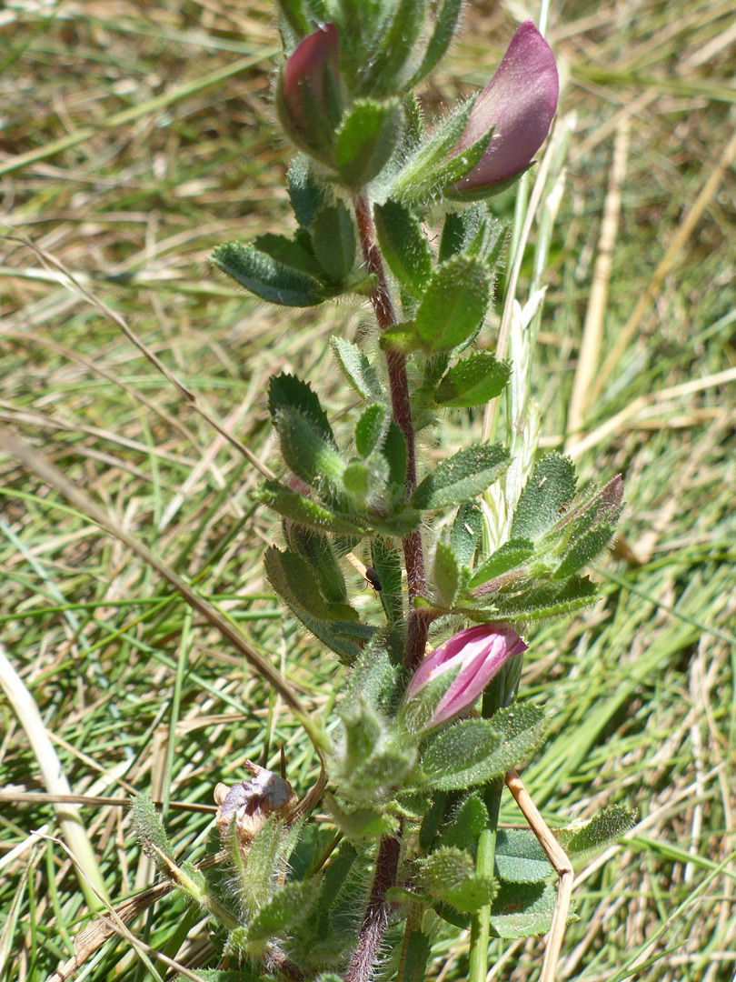 Leaves and stem