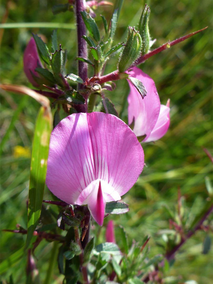 Broad banner petal