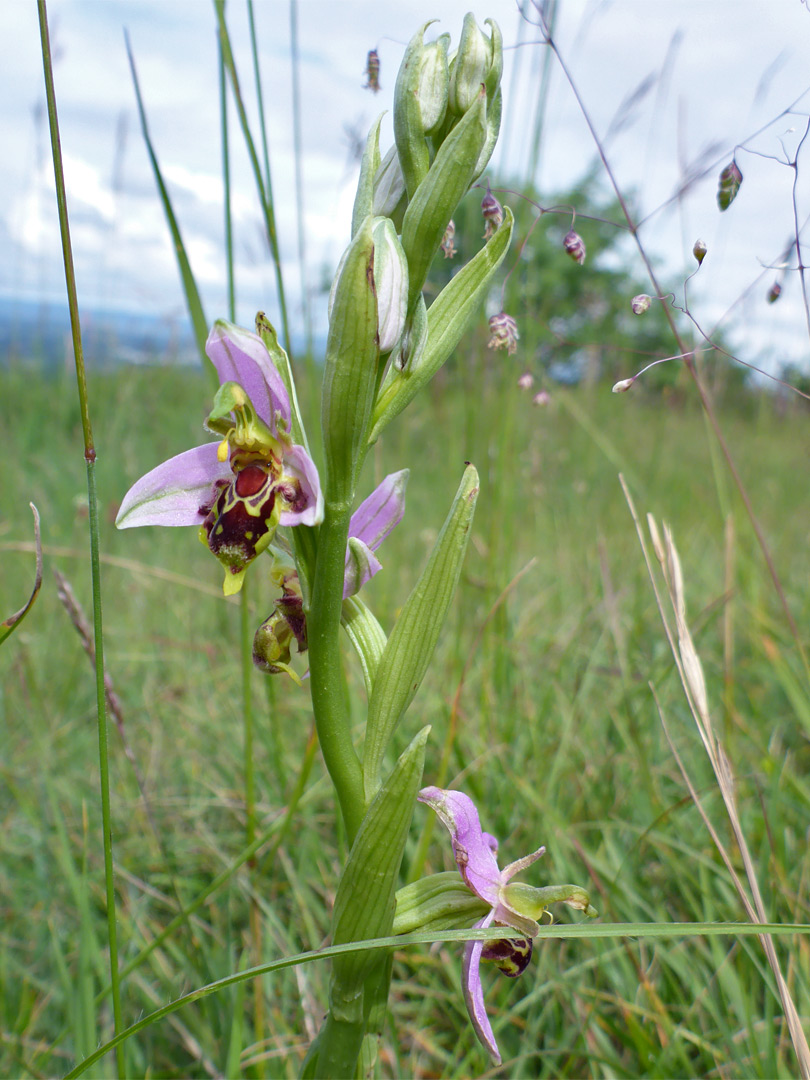 Flowers and buds