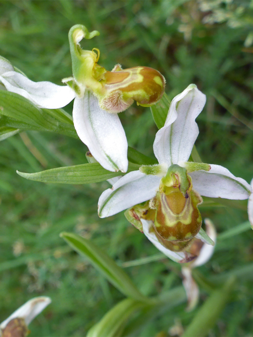 White sepals