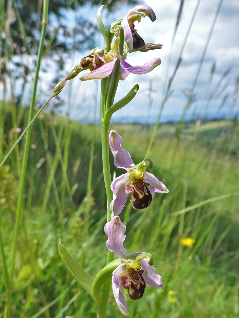 Flowering stem