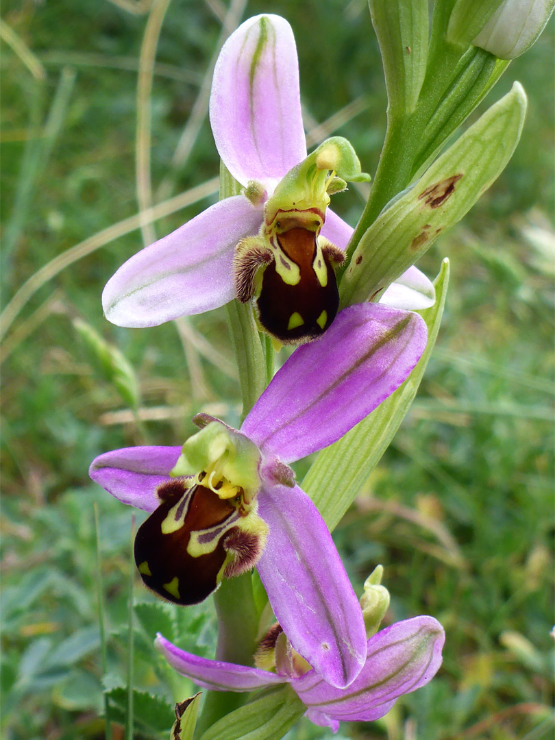 Flowers and leaves