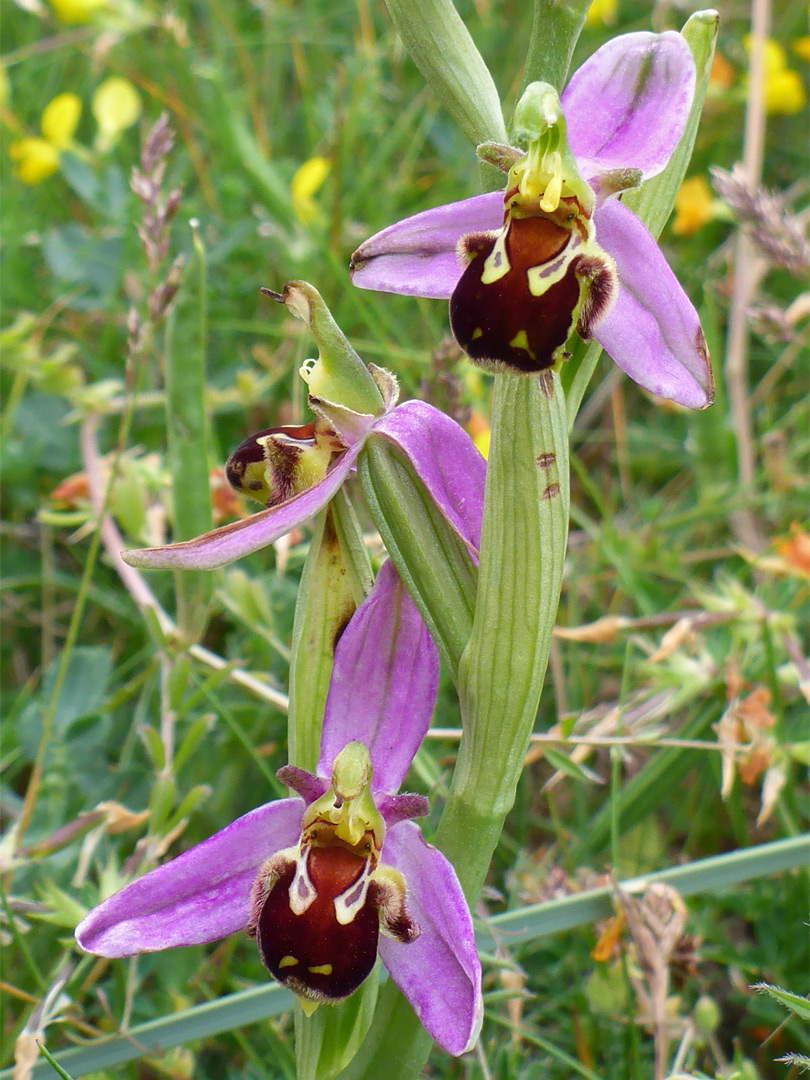 Three flowers