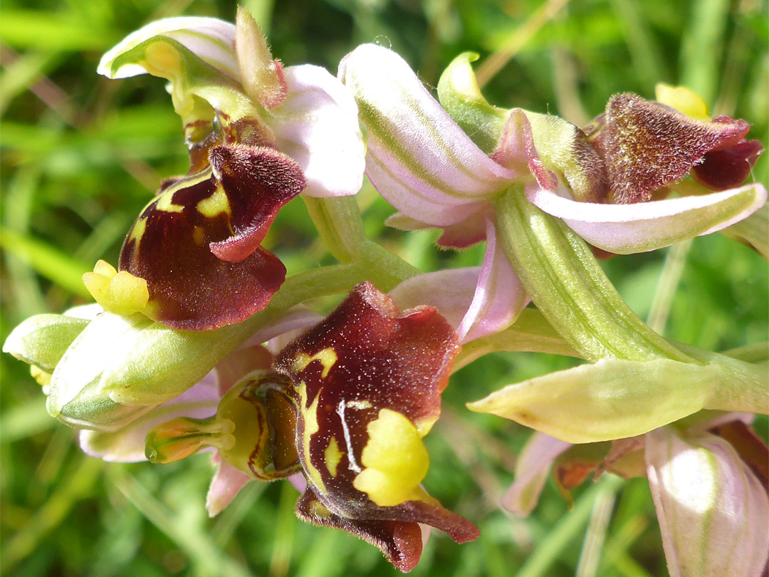 Clustered flowers