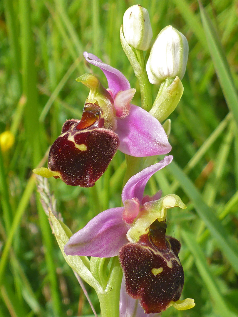 Buds and flowers