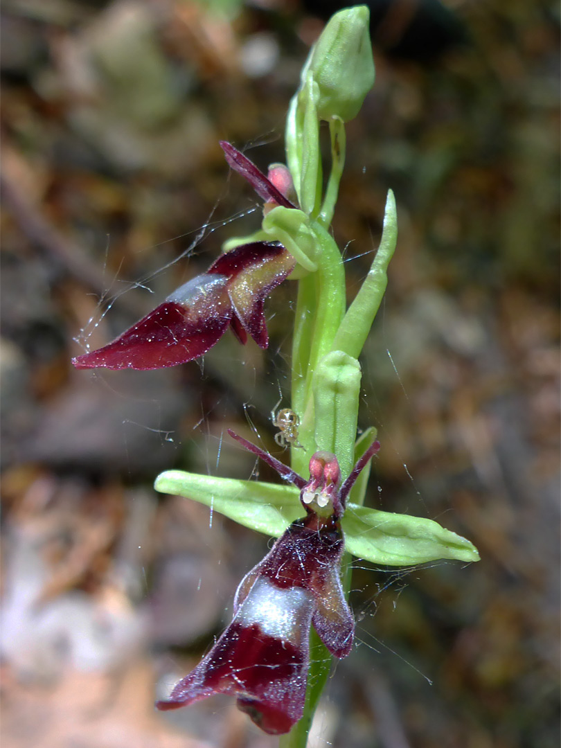 Two dark red flowers