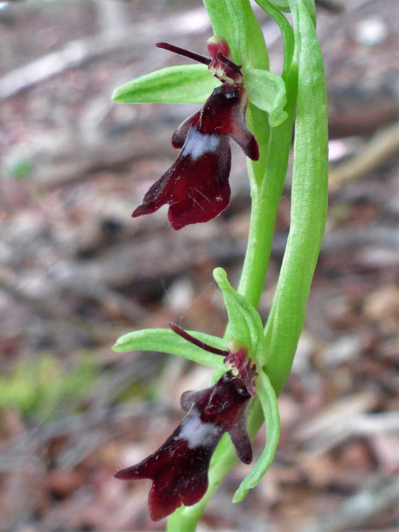 Stems and flowers