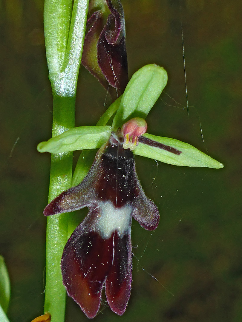 Fly orchid flower