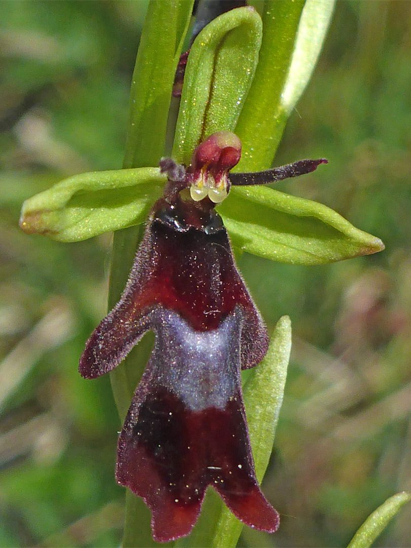 Red and white flower