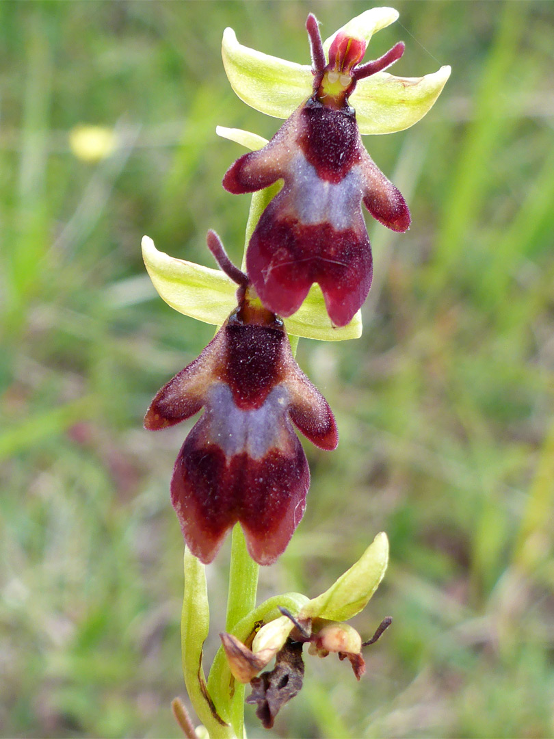 Two flowers