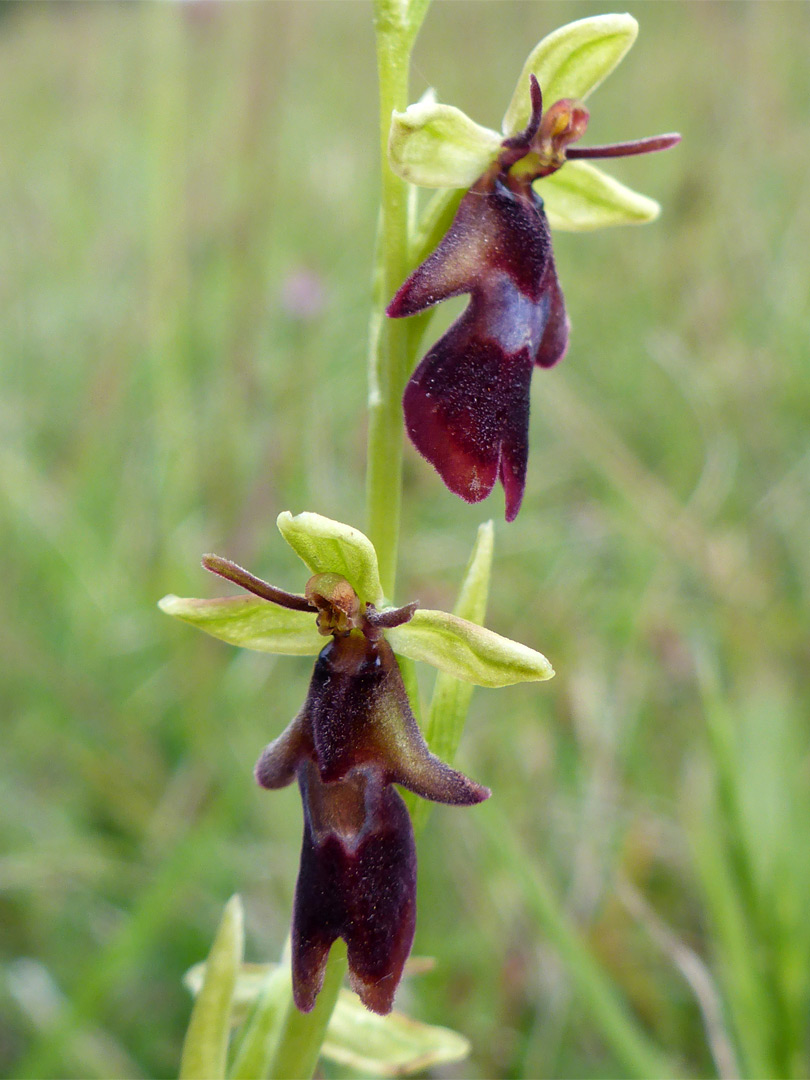 Dark-coloured flowers