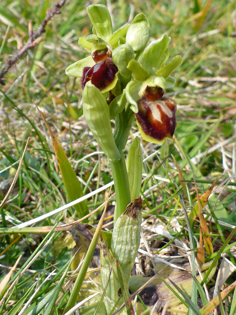 Inflorescence