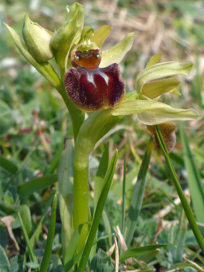 Flower and bud