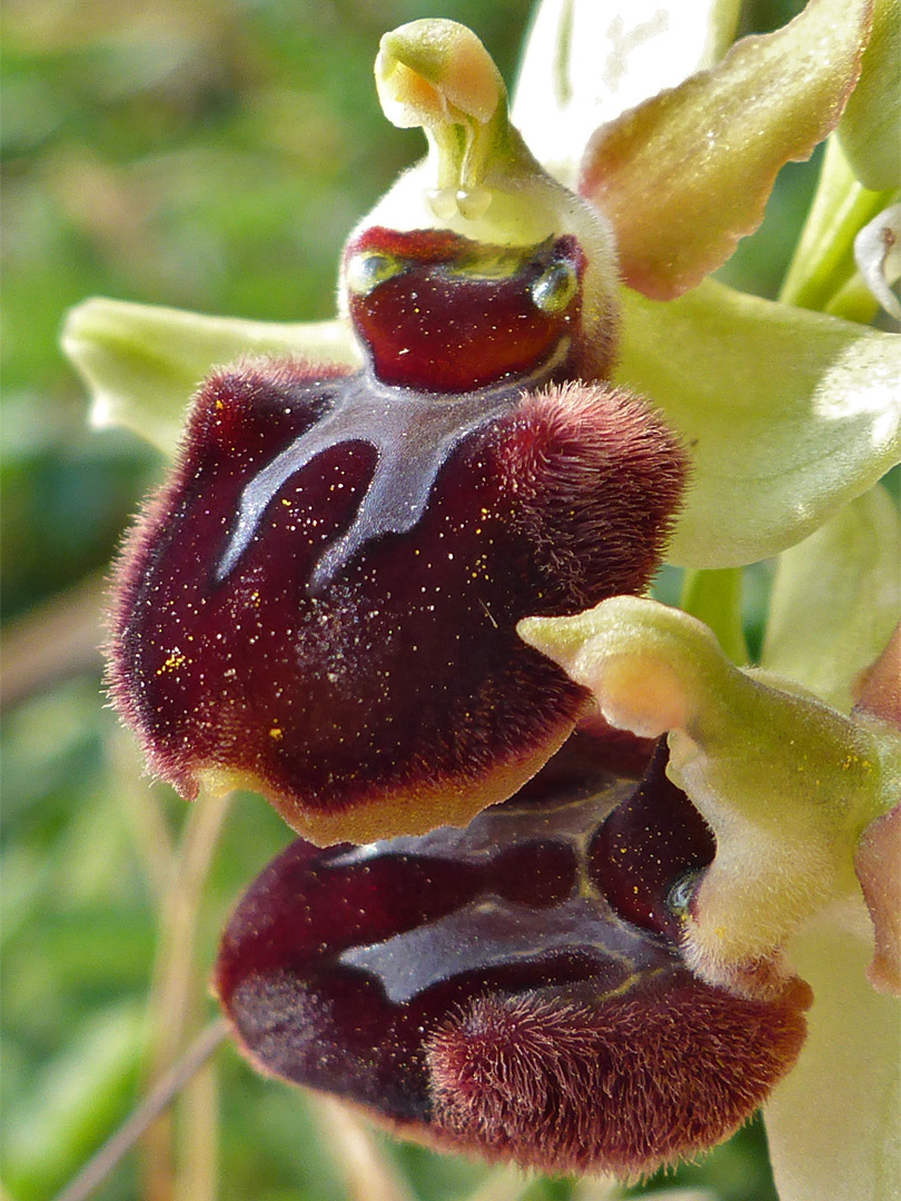 Early spider orchid